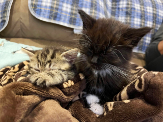 Illustration de l'article : Une chienne au grand cœur offre tout son amour à des chatons errants, orphelins et malades, comme s'ils étaient ses petits