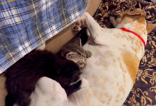 Illustration de l'article : Une chienne au grand cœur offre tout son amour à des chatons errants, orphelins et malades, comme s'ils étaient ses petits