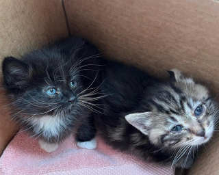 Illustration de l'article : Une chienne au grand cœur offre tout son amour à des chatons errants, orphelins et malades, comme s'ils étaient ses petits