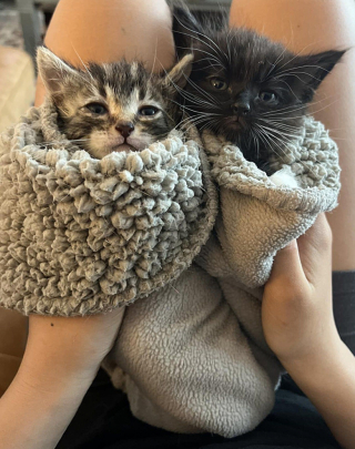 Illustration de l'article : Une chienne au grand cœur offre tout son amour à des chatons errants, orphelins et malades, comme s'ils étaient ses petits
