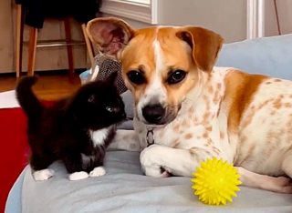 Illustration de l'article : Une chienne au grand cœur offre tout son amour à des chatons errants, orphelins et malades, comme s'ils étaient ses petits