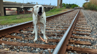 Illustration de l'article : Course contre la montre pour sauver cette Labrador Retriever attaché à une voie ferrée
