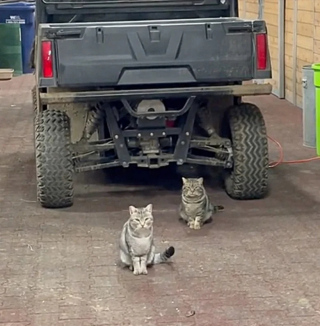 Illustration de l'article : Après la disparition de son père, une jeune femme recueille ses 2 chattes de grange et tente de gagner leur confiance pendant près d’un an (vidéo)