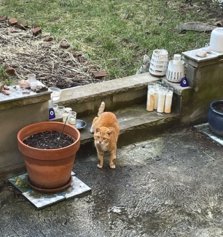 Illustration de l'article : Lassé de sa vie d’errance, ce chat roux est enfin prêt à découvrir la douceur d’un foyer aimant (vidéo)