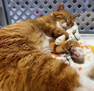 Illustration de l'article : Lassé de sa vie d’errance, ce chat roux est enfin prêt à découvrir la douceur d’un foyer aimant (vidéo)