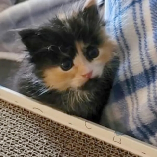 Illustration de l'article : En sauvant ce chaton porte-bonheur de la rue, un facteur bienveillant reçoit une incroyable récompense