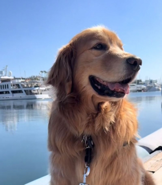 Illustration de l'article : Lorsque sa maîtresse arrête de lui faire des bisous, ce chien affectueux en redemande à sa façon (vidéo)