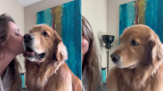 Illustration de l'article : Lorsque sa maîtresse arrête de lui faire des bisous, ce chien affectueux en redemande à sa façon (vidéo)