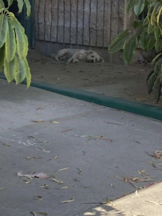 Illustration de l'article : En cherchant à échapper à la chaleur torride, un petit chien errant solitaire trouve l’aide dont il avait besoin dans un parc