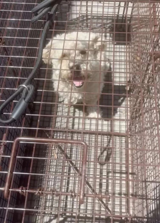 Illustration de l'article : En cherchant à échapper à la chaleur torride, un petit chien errant solitaire trouve l’aide dont il avait besoin dans un parc
