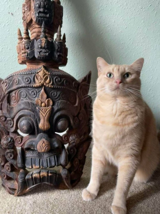 Illustration de l'article : Les chats roux ont un truc en plus, comme le prouvent ces 20 photos épiques