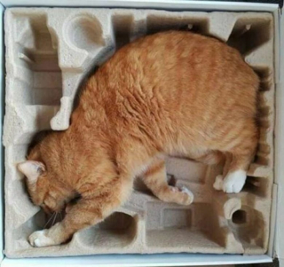 Illustration de l'article : Les chats roux ont un truc en plus, comme le prouvent ces 20 photos épiques