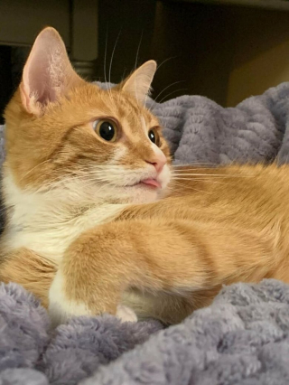 Illustration de l'article : Les chats roux ont un truc en plus, comme le prouvent ces 20 photos épiques
