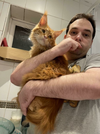 Illustration de l'article : Les chats roux ont un truc en plus, comme le prouvent ces 20 photos épiques