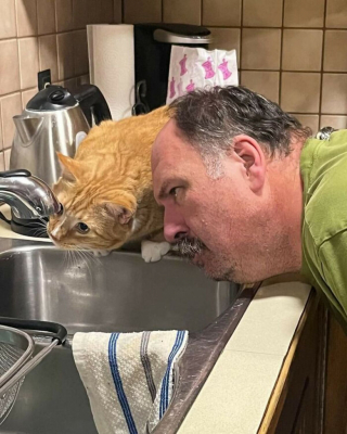 Illustration de l'article : Les chats roux ont un truc en plus, comme le prouvent ces 20 photos épiques