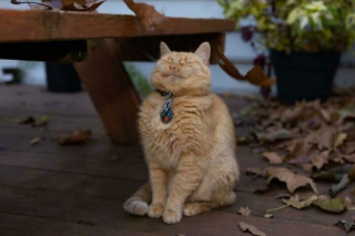 Illustration de l'article : Les chats roux ont un truc en plus, comme le prouvent ces 20 photos épiques