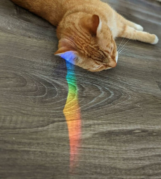 Illustration de l'article : Les chats roux ont un truc en plus, comme le prouvent ces 20 photos épiques