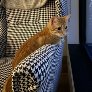 Illustration de l'article : Les chats roux ont un truc en plus, comme le prouvent ces 20 photos épiques