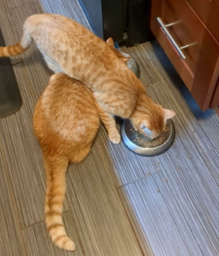 Illustration de l'article : Les chats roux ont un truc en plus, comme le prouvent ces 20 photos épiques
