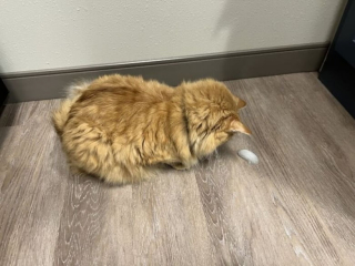 Illustration de l'article : Les chats roux ont un truc en plus, comme le prouvent ces 20 photos épiques
