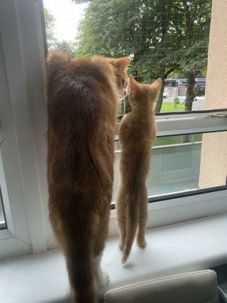 Illustration de l'article : Les chats roux ont un truc en plus, comme le prouvent ces 20 photos épiques