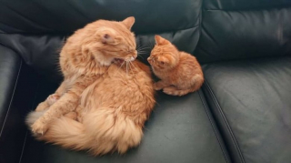Illustration de l'article : Les chats roux ont un truc en plus, comme le prouvent ces 20 photos épiques