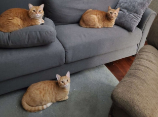 Illustration de l'article : Les chats roux ont un truc en plus, comme le prouvent ces 20 photos épiques