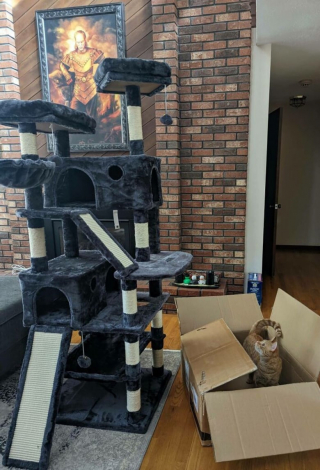 Illustration de l'article : Les chats roux ont un truc en plus, comme le prouvent ces 20 photos épiques