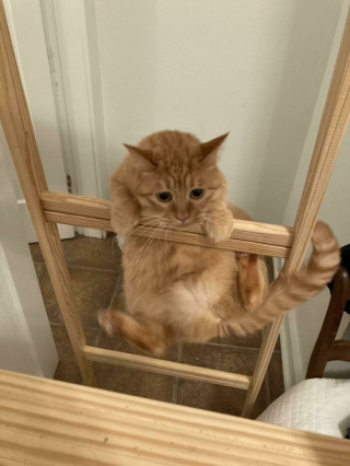 Illustration de l'article : Les chats roux ont un truc en plus, comme le prouvent ces 20 photos épiques