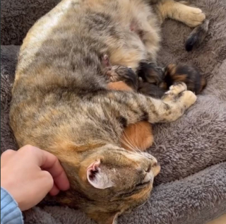 Illustration de l'article : Paniquée à l’idée d’avoir perdu ses chatons, elle les découvre finalement dans une adorable cachette (vidéo)
