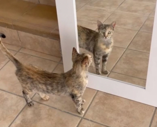 Illustration de l'article : Paniquée à l’idée d’avoir perdu ses chatons, elle les découvre finalement dans une adorable cachette (vidéo)