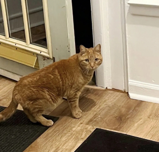 Illustration de l'article : Après de longues années d’errance, un chat jette son dévolu sur une maison en espérant qu’elle devienne son foyer (vidéo)