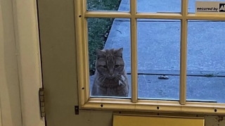 Illustration de l'article : Après de longues années d’errance, un chat jette son dévolu sur une maison en espérant qu’elle devienne son foyer (vidéo)