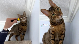 Illustration de l'article : Pour satisfaire les besoins d’escalade de son chat, il met en place une installation murale à la fois simple et géniale (vidéo)