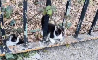 Illustration de l'article : En suivant le son de miaulements plaintifs, un homme fait une triste découverte dans un cimetière qui le pousse à agir (vidéo)