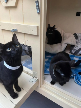 Illustration de l'article : Abandonnés dans des cages au milieu d’un champ glacial, une chatte et ses 8 chatons espéraient qu’une bonne âme vienne à leur secours
