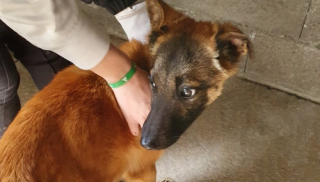 Illustration de l'article : Grâce à un signalement, ce chiot de 8 mois maltraité a pu être sauvé et changer de vie