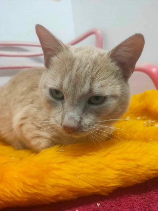 Illustration de l'article : Ce chat caché dans une usine et découvert par les ouvriers ne voulait pas sortir de sa cachette