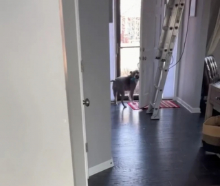 Illustration de l'article : Grâce aux travaux de peinture dans sa maison, un gentil Staff reçoit la visite quotidienne d’un ami très attendu (vidéo)
