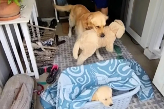 Illustration de l'article : Se sentant seul, ce Golden Retriever trouve du réconfort auprès d’un chien en peluche avant de recevoir le cadeau de sa vie (vidéo)