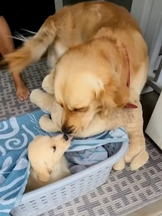 Illustration de l'article : Se sentant seul, ce Golden Retriever trouve du réconfort auprès d’un chien en peluche avant de recevoir le cadeau de sa vie (vidéo)