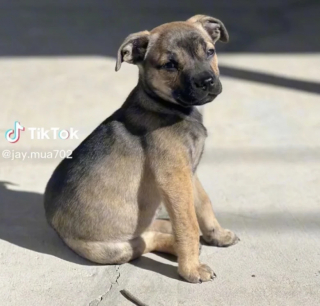 Illustration de l'article : Après avoir été abandonné sans explication devant une porte, ce chiot espère tomber sur de bons samaritains qui pourront l’aider (vidéo)