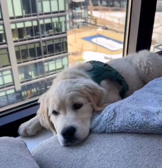 Illustration de l'article : Un chiot curieux découvre un drôle de nouvel ami en regardant par la fenêtre (vidéo)