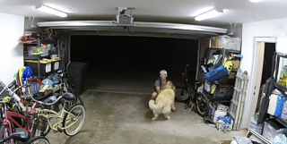 Illustration de l'article : Alors que sa maison est cambriolée, ce Golden Retriever accueille le voleur à sa façon (vidéo)