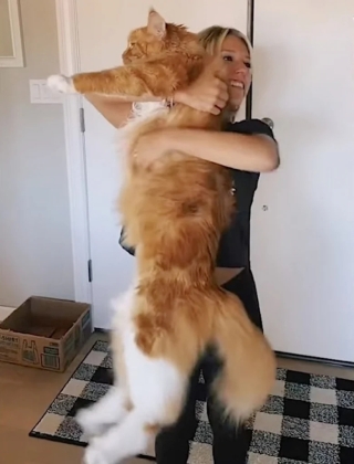 Illustration de l'article : Ce chat a atteint la taille d'un enfant de 9 ans et fait sensation sur TikTok