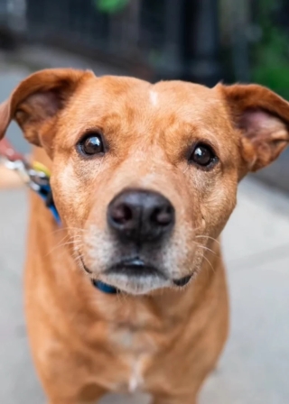 Illustration de l'article : Au détour d’un cliché, un photographe découvre l’histoire poignante de Lunchbox, un chien résilient au passé difficile (vidéo)