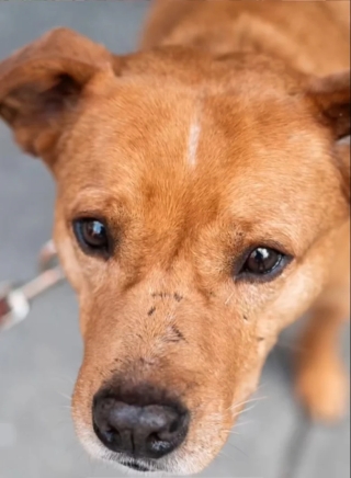 Illustration de l'article : Au détour d’un cliché, un photographe découvre l’histoire poignante de Lunchbox, un chien résilient au passé difficile (vidéo)