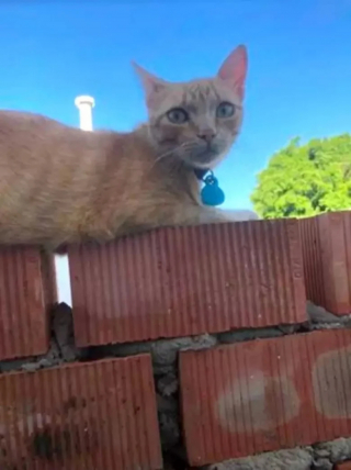 Illustration de l'article : Ce chat adopte un comportement particulièrement touchant lorsqu'il réalise que sa meilleure ennemie est malade (vidéo)