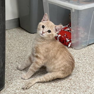 Illustration de l'article : Un chaton surmonte son trouble neurologique grâce à ses amis lapins et apprend à remarcher