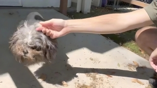 Illustration de l'article : Cette chienne de 11 ans retourne en refuge après 10 ans auprès de ses maîtres qui "n'en veulent plus" et nourrit un doux rêve grâce aux réseaux sociaux (vidéo)